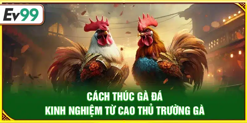 Cách thúc gà đá – Kinh nghiệm từ cao thủ trường gà