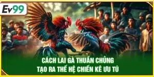 Cách lai gà thuần chủng – Tạo ra thế hệ chiến kê ưu tú