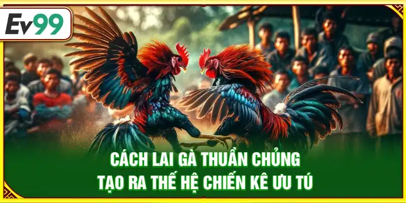 Cách lai gà thuần chủng – Tạo ra thế hệ chiến kê ưu tú