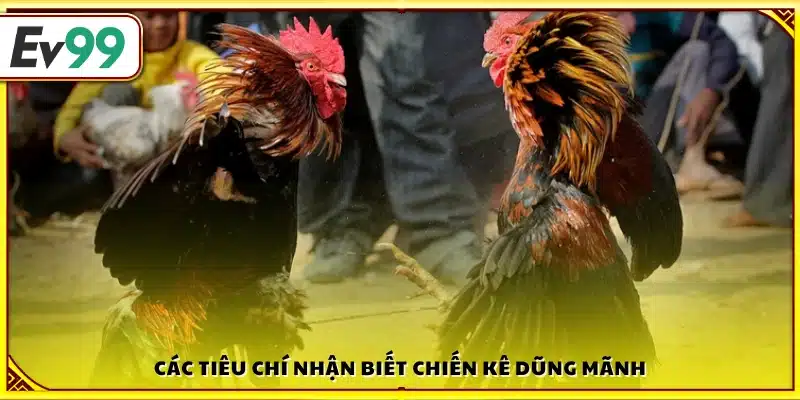 Đặc điểm nổi bật để phân biệt gà thường và gà chiến