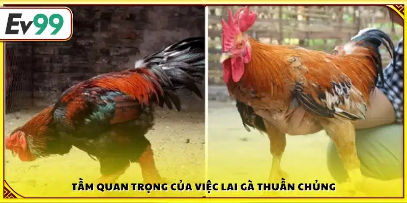 Vai trò của việc lai gà thuần chủng 