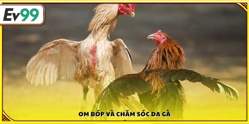Cách thúc gà đá om bóp kết hợp chăm sóc da