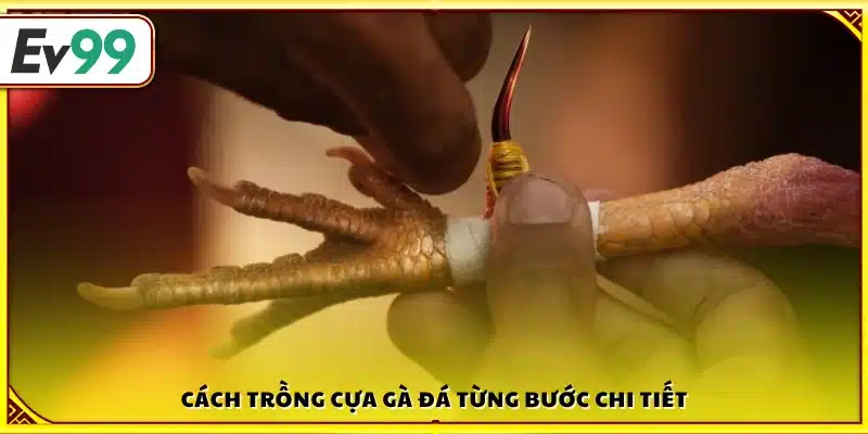 Cách trồng cựa gà đá đúng kỹ thuật