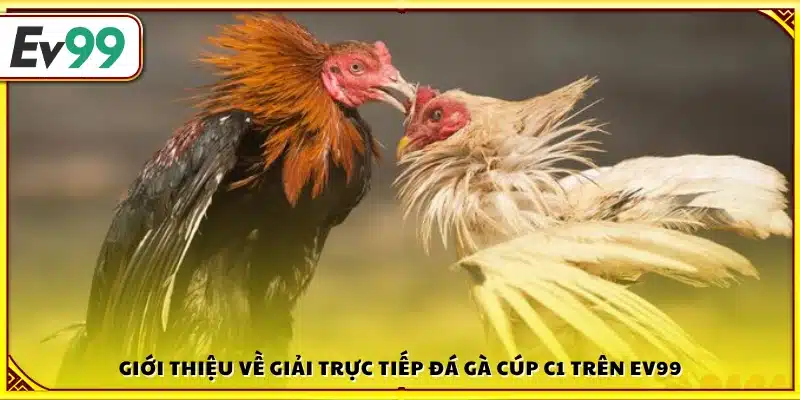 Tổng quan về giải đấu trực tiếp đá gà cúp c1 tại Ev99
